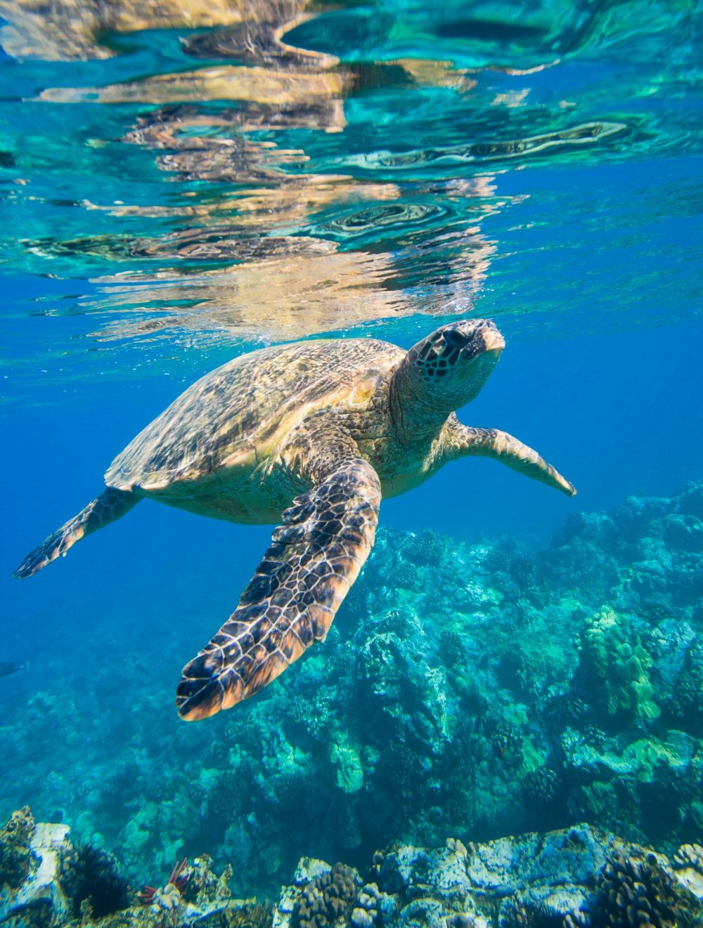 Save sea turtles